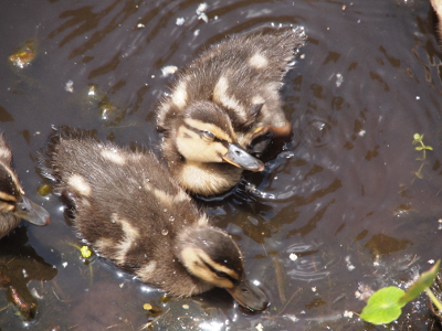 [Another view from above looking down into the stormwater drainage canal. Two ducklings are in the water. One is bent down taking a drink of water. The other is looking up at the camera with its eye partially closed. ]